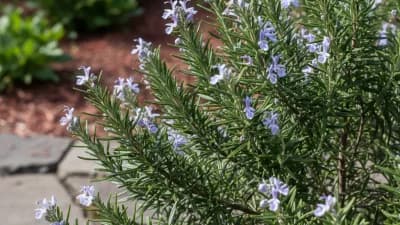 Rosemary