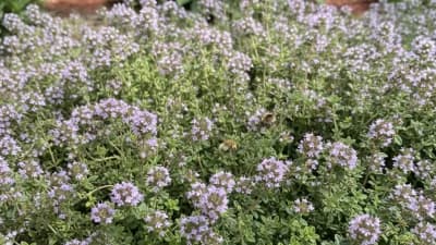 Thyme