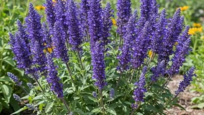 Perennial Salvia