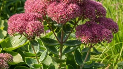 Sedum