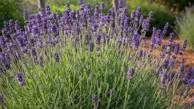 English Lavender