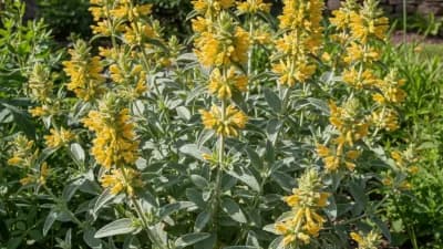 Jerusalem Sage
