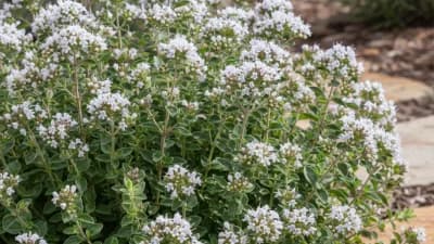 Greek Oregano