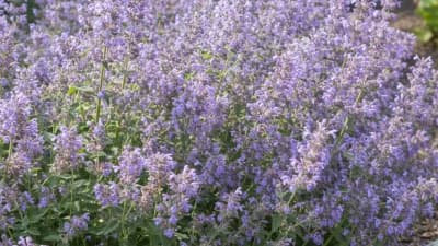 Catmint