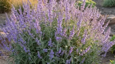 Russian Sage