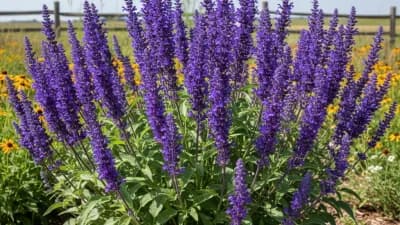 Perennial Salvia