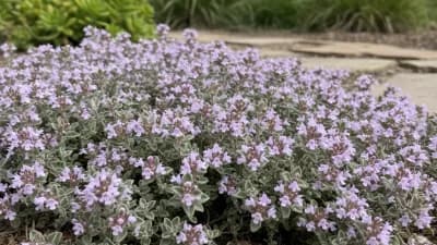 Woolly Thyme