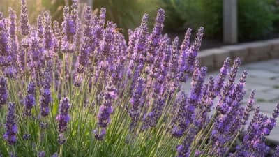 English Lavender