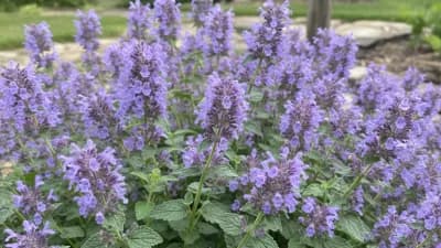 Catmint