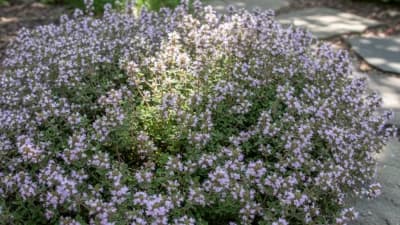 Thyme