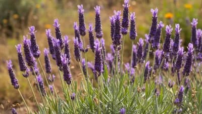 English Lavender