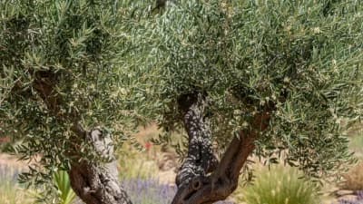 Olive Tree