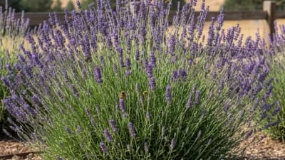 English Lavender (Hardy Varieties)