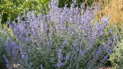 Russian Sage