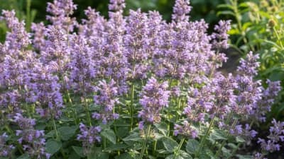 Catmint