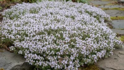 Woolly Thyme