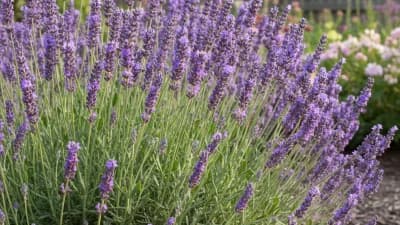 English Lavender