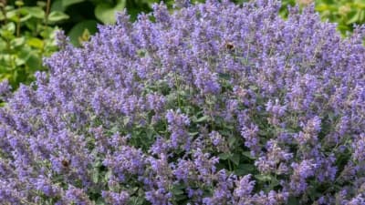 Catmint