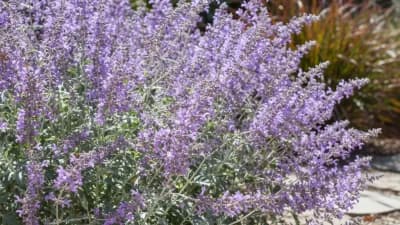 Russian Sage