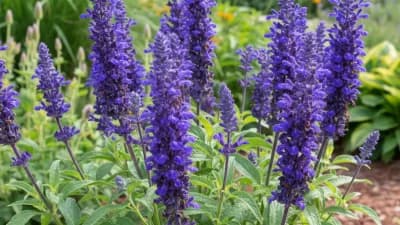Perennial Salvia