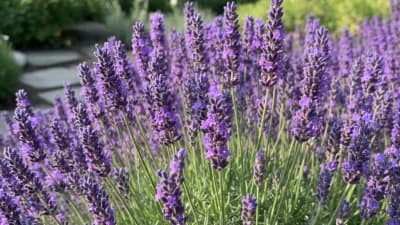 English Lavender