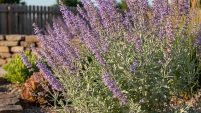 Russian Sage