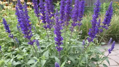 Perennial Salvia