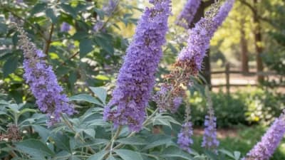 Vitex (Chaste Tree)