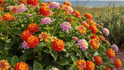 Lantana