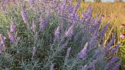 Russian Sage