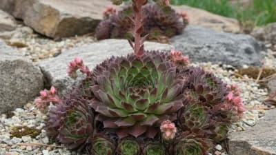 Hens and Chicks
