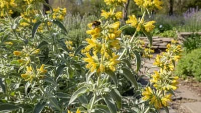 Jerusalem Sage