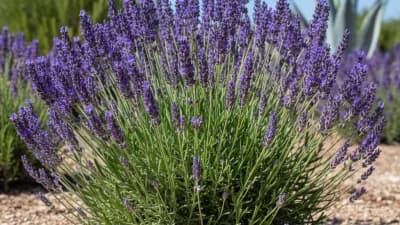 English Lavender