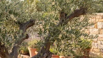 Olive Tree