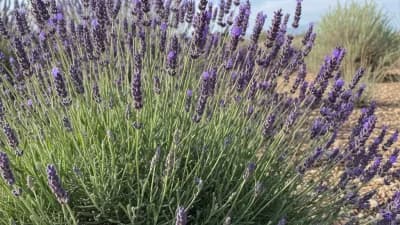 English Lavender (Hardy Varieties)