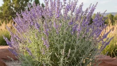 Russian Sage