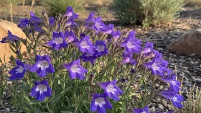 Penstemon