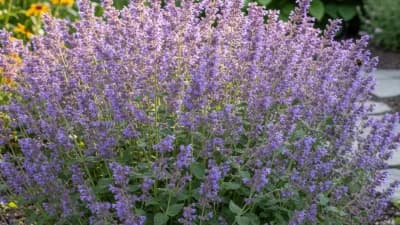 Catmint