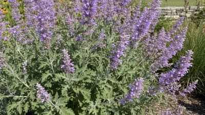 Russian Sage