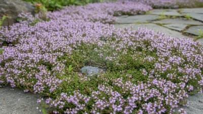 Creeping Thyme