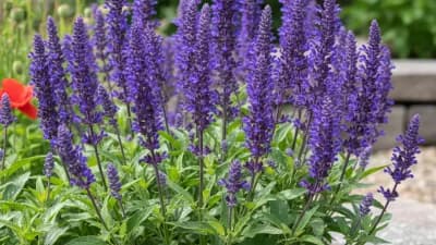 Perennial Salvia