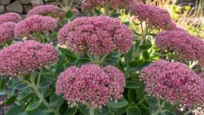 Autumn Joy Sedum