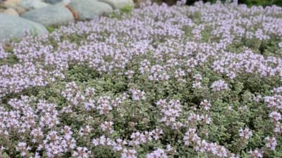 Woolly Thyme