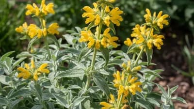 Jerusalem Sage