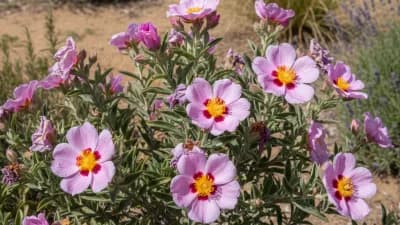 Rockrose