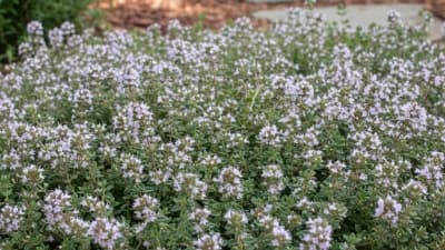 French Thyme