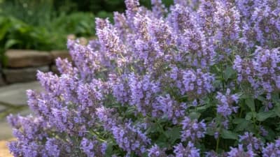 Catmint