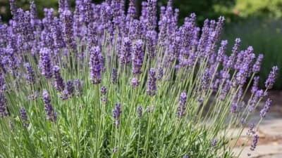 English Lavender