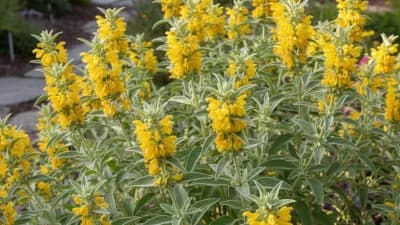 Jerusalem Sage