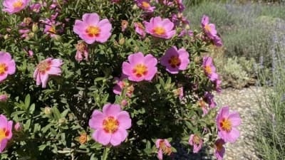 Rockrose